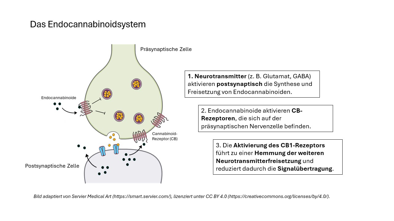 Abbildung 1: Übersicht zum Endocannabinoidsystem